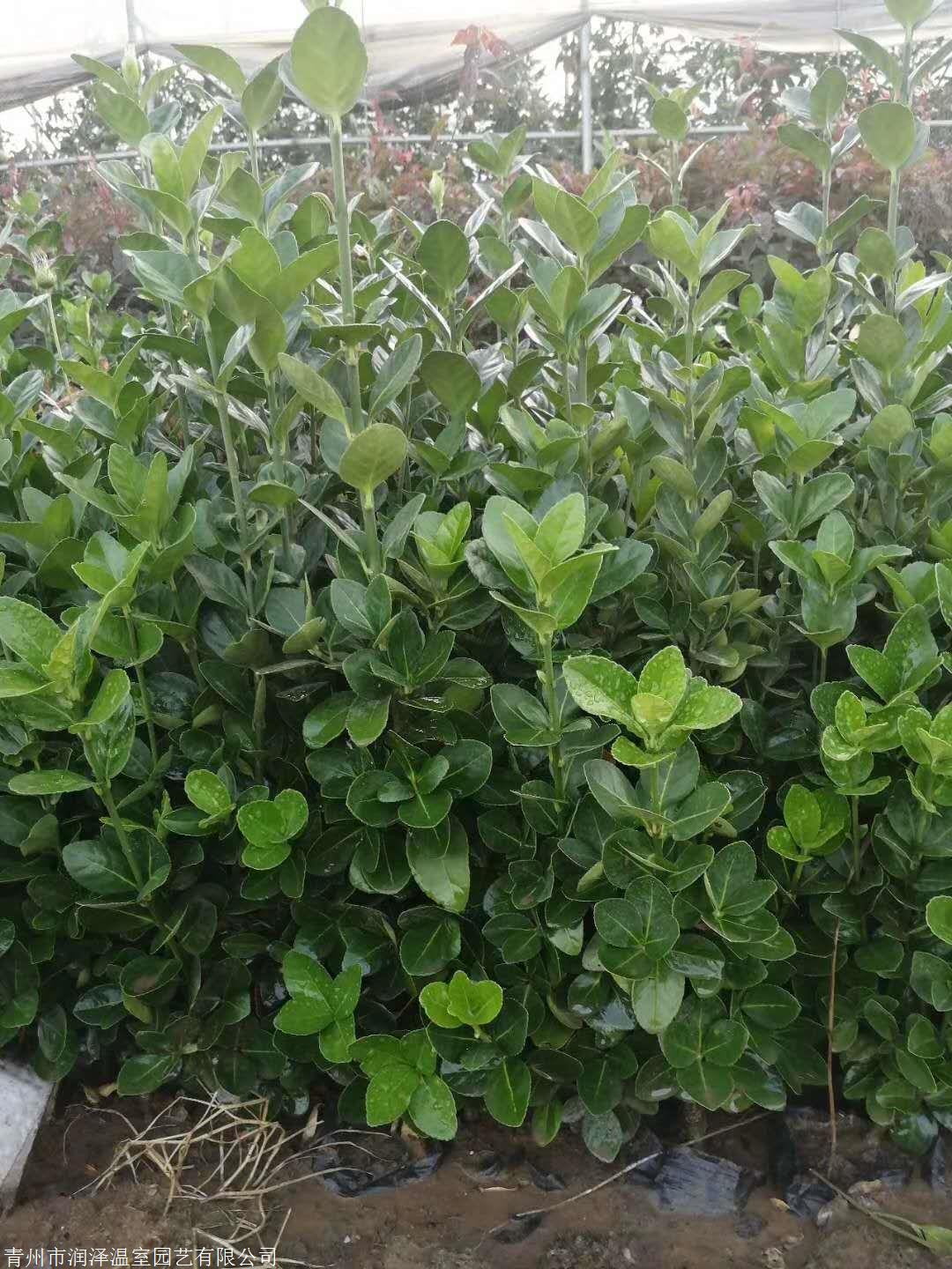 卫矛属的常绿阔叶树种,原产日本