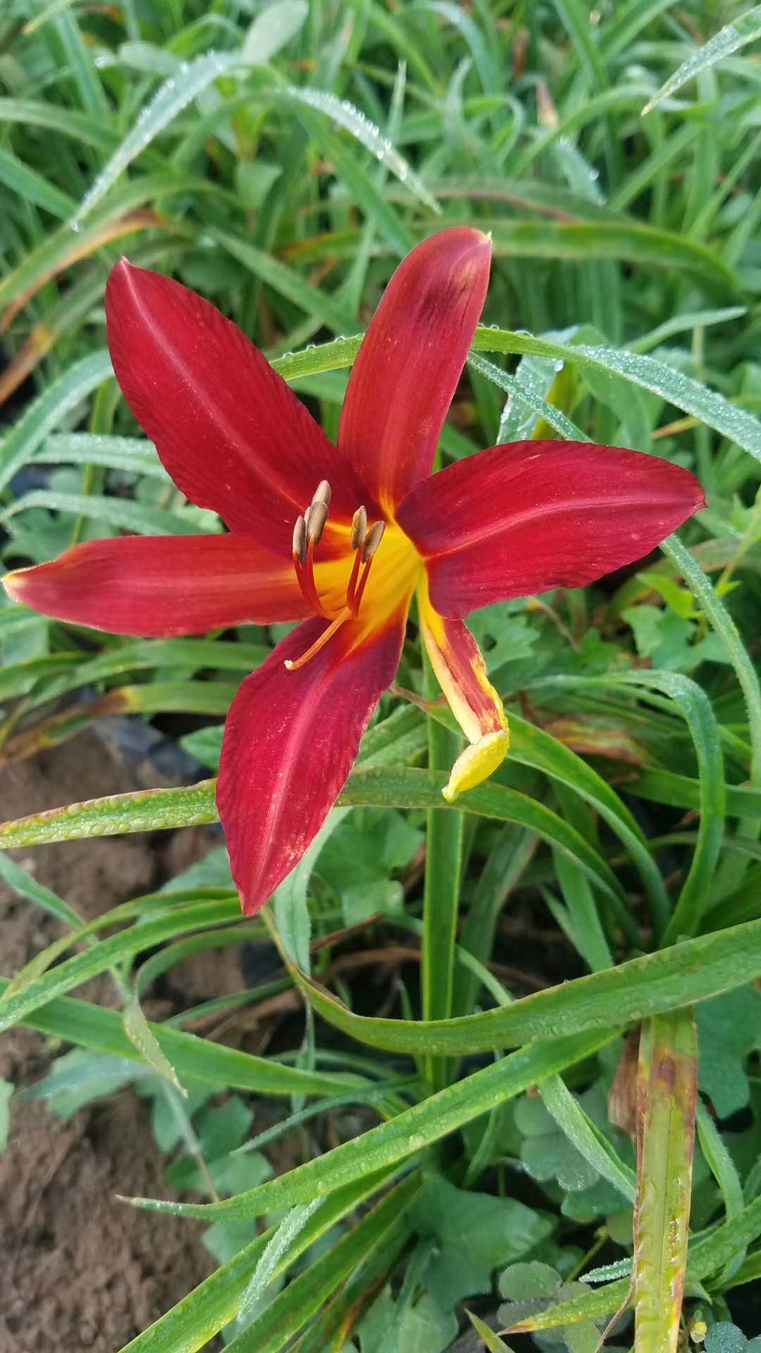 萱草-青州金娃娃萱草-山东大花萱草基地-大花萱草基地