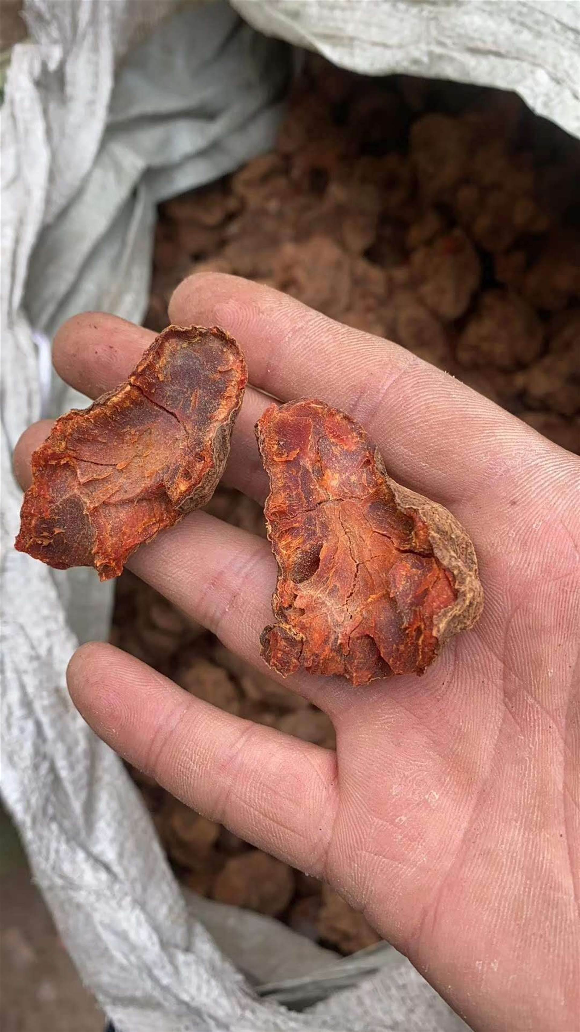 厂家批发红娘虫一斤 红娘虫产地直销 红娘虫那里有卖