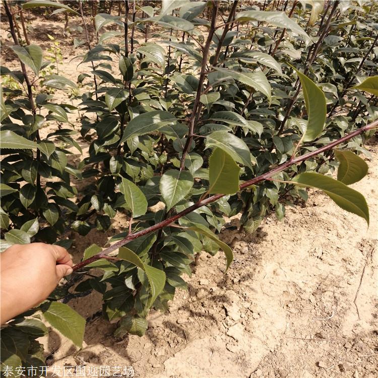西洋梨树苗新品种国迎基地美国红啤早酥红梨树苗品种纯