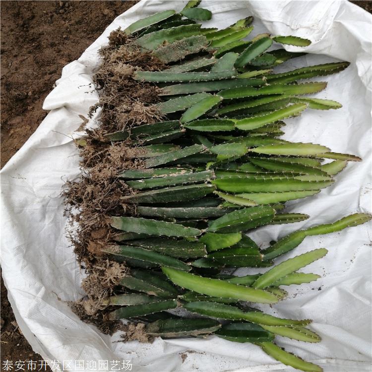 供应红肉火龙果树苗 四季种植火龙果苗当年结果 国迎