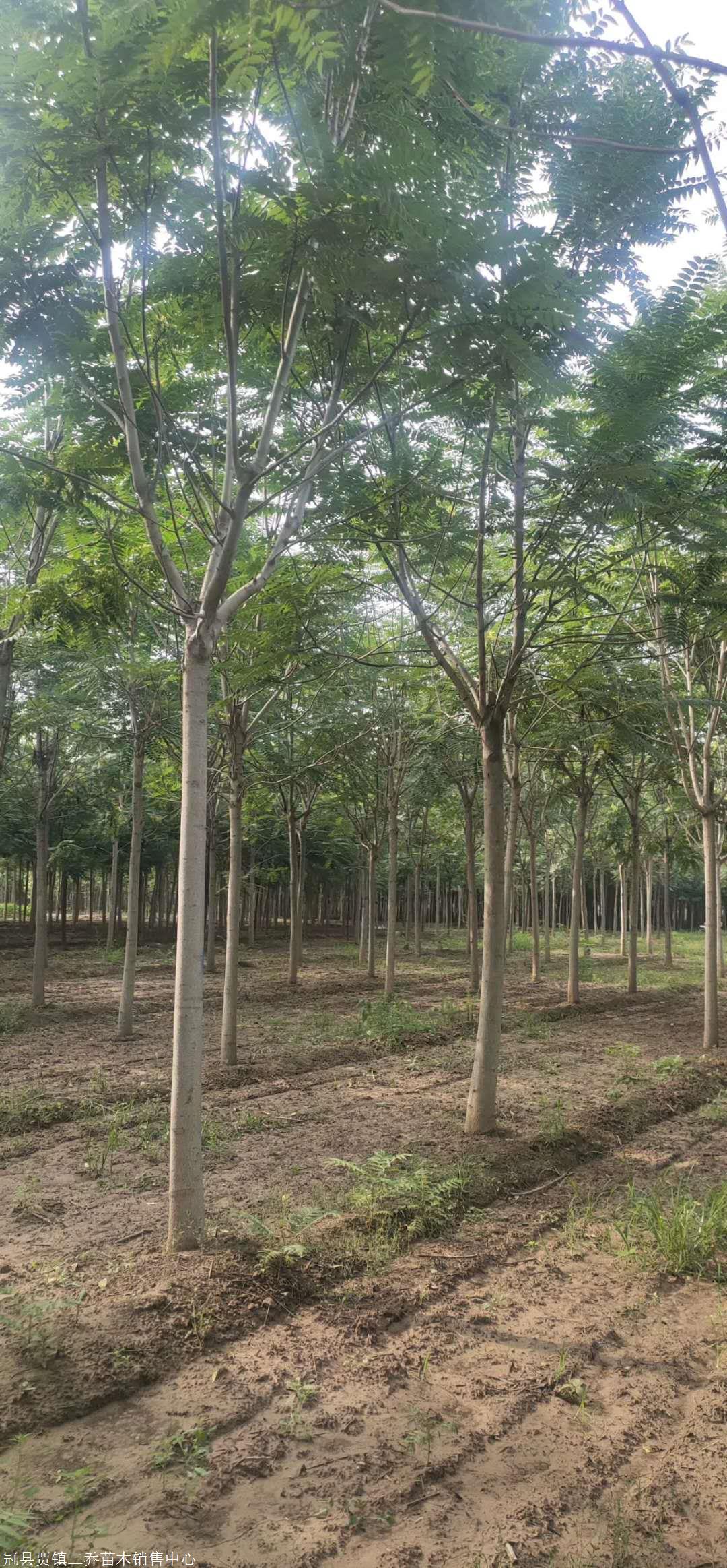 河北千头椿出售 12公分千头椿供应 8公分15公分千头椿基地价格