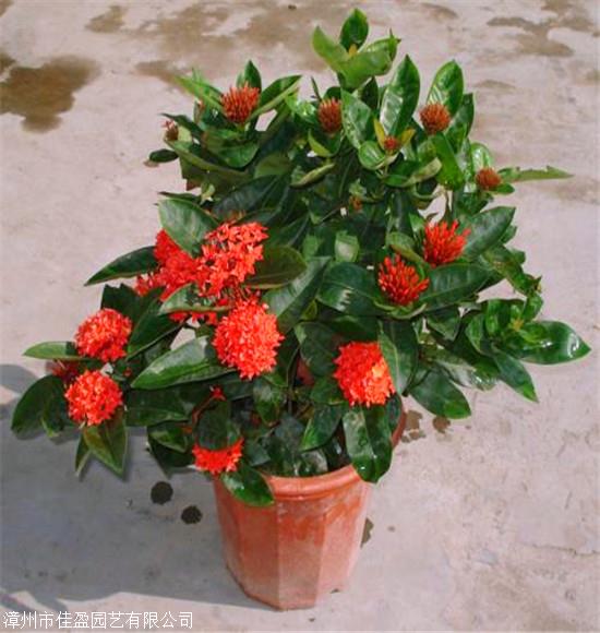 龙船花袋苗 小叶龙船花 苗圃直销 现货供应