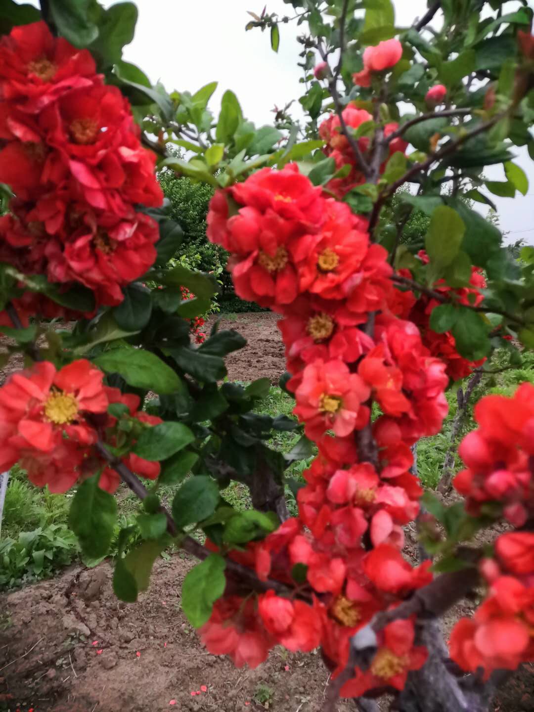 富贵王子价格开原富贵王子现苗