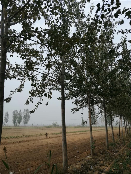 三倍体毛白杨价格河南毛白杨生产基地