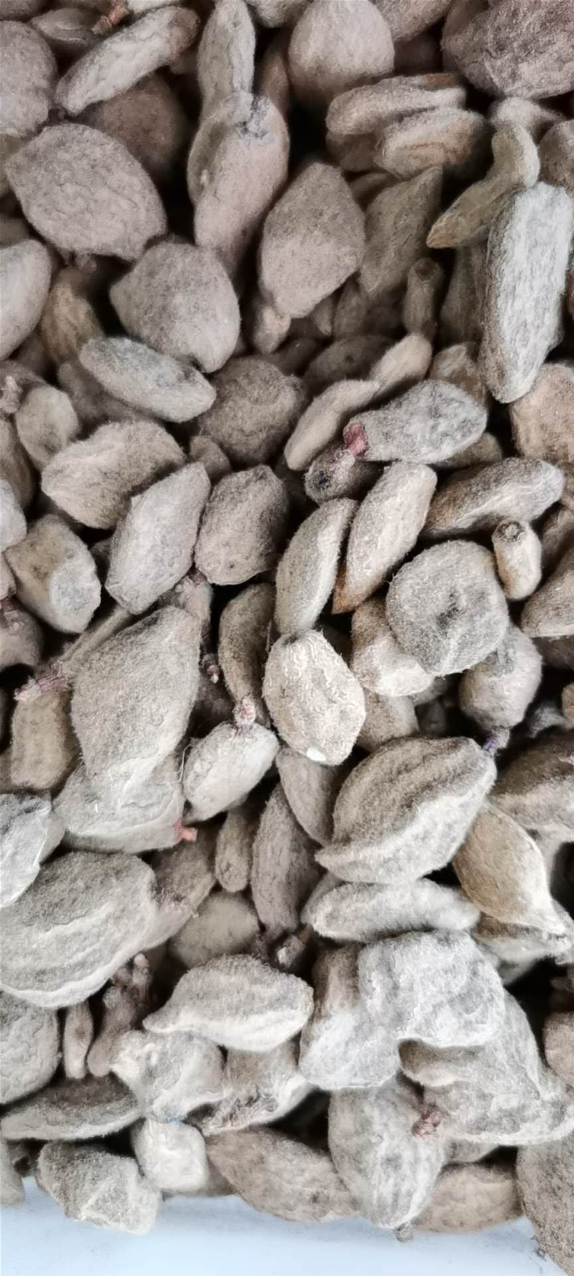 天然天竺黄哪里有卖