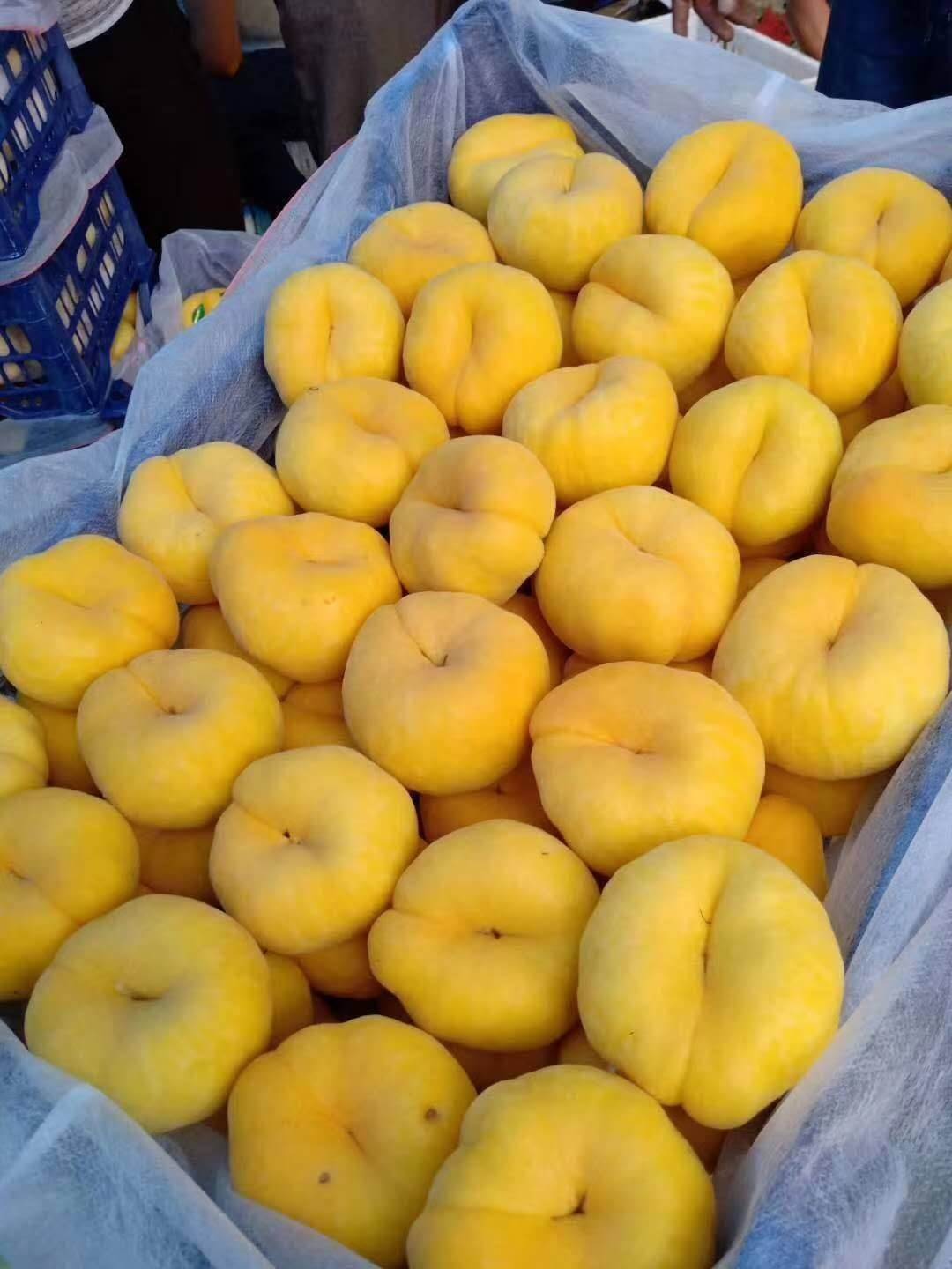 瑞蟠101号蟠桃苗瑞蟠101号蟠桃苗品种简介