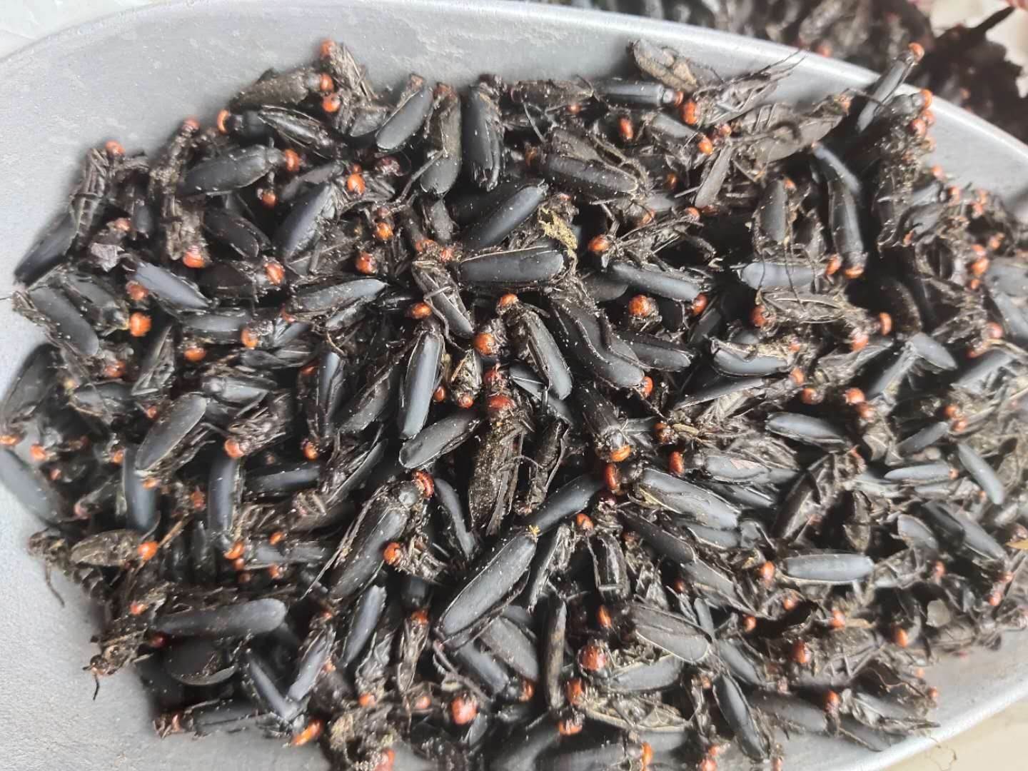 中草药紫花地丁中药材批发紫花地丁紫花地丁供应大货