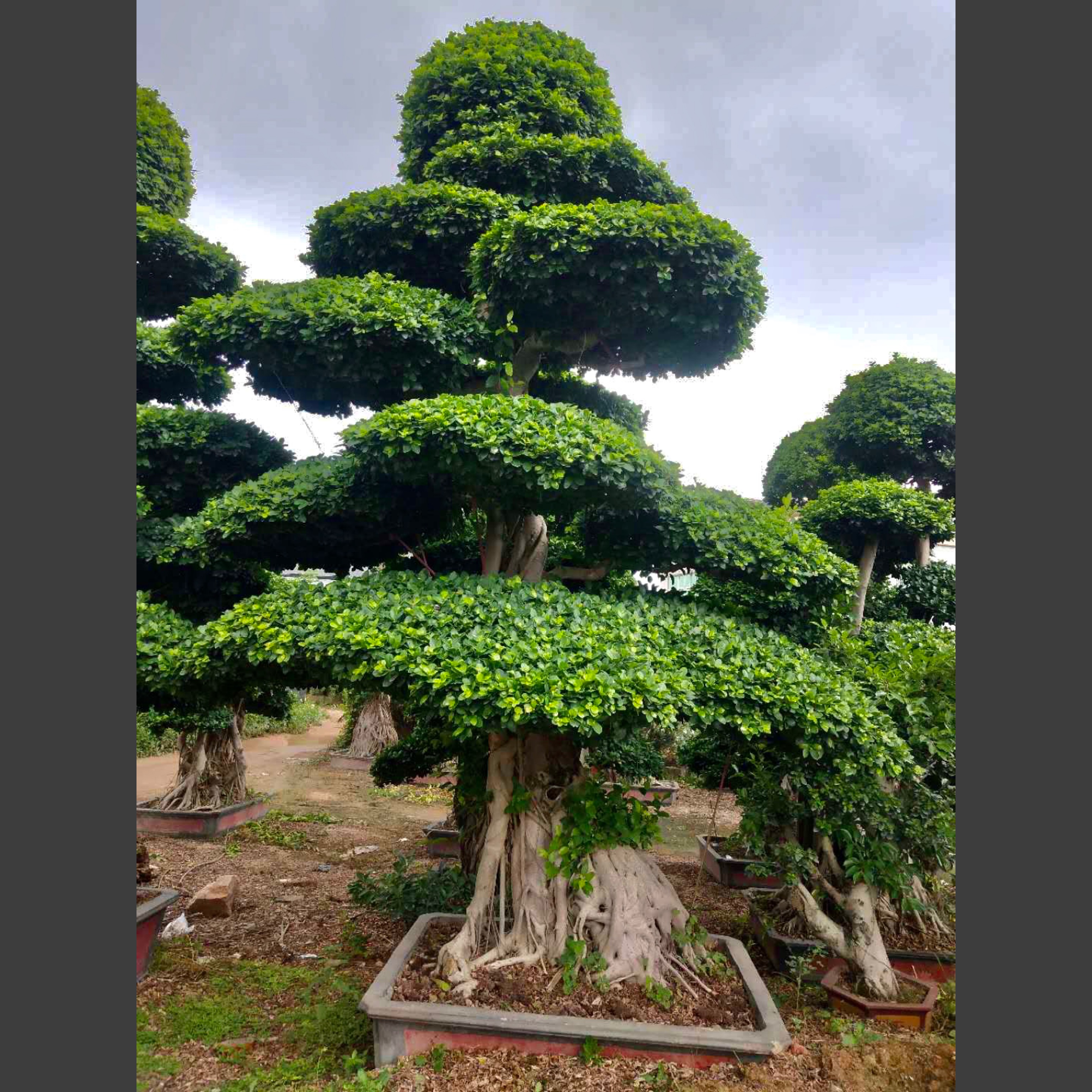漳州造型小叶榕基地直销