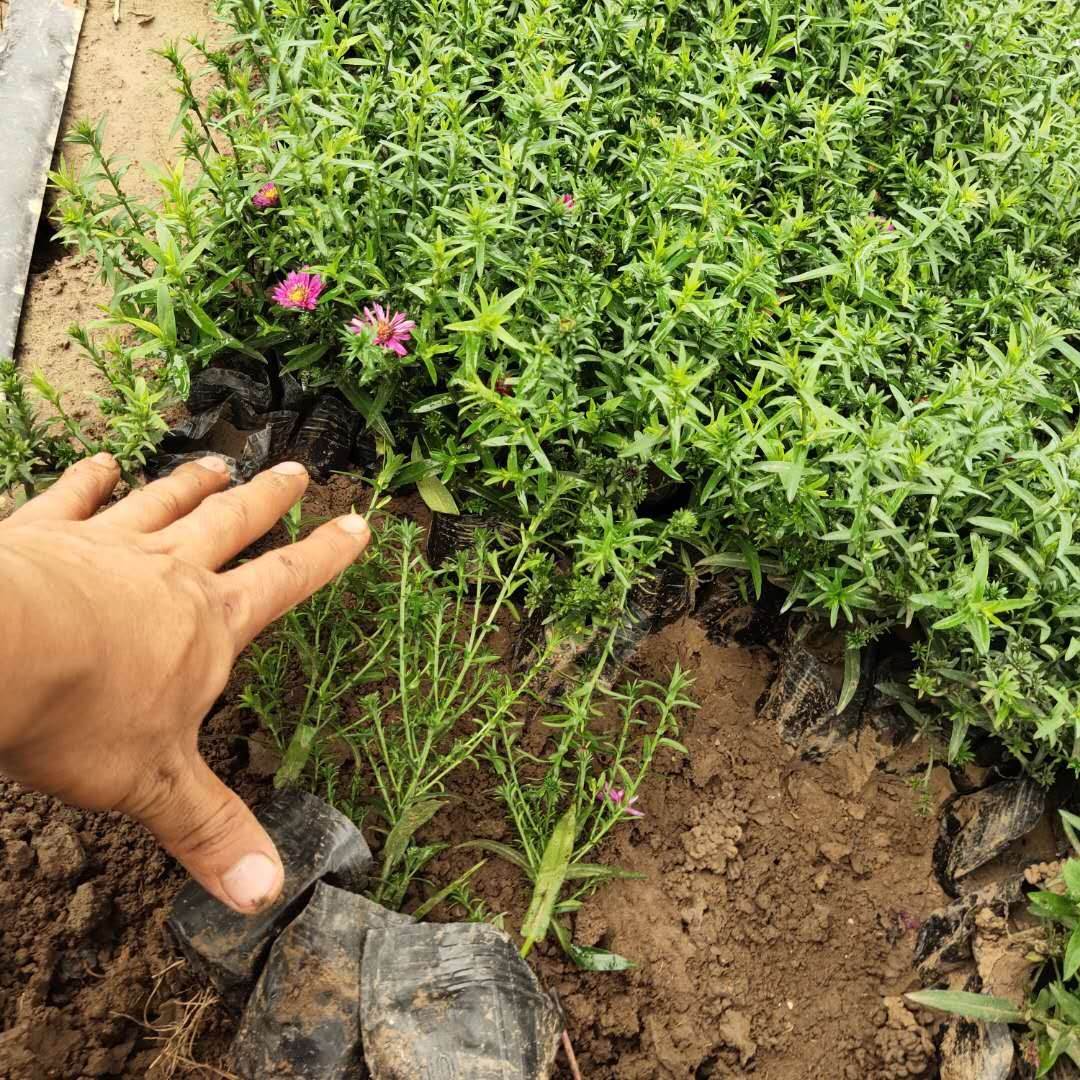 荷兰菊的种植方法图片