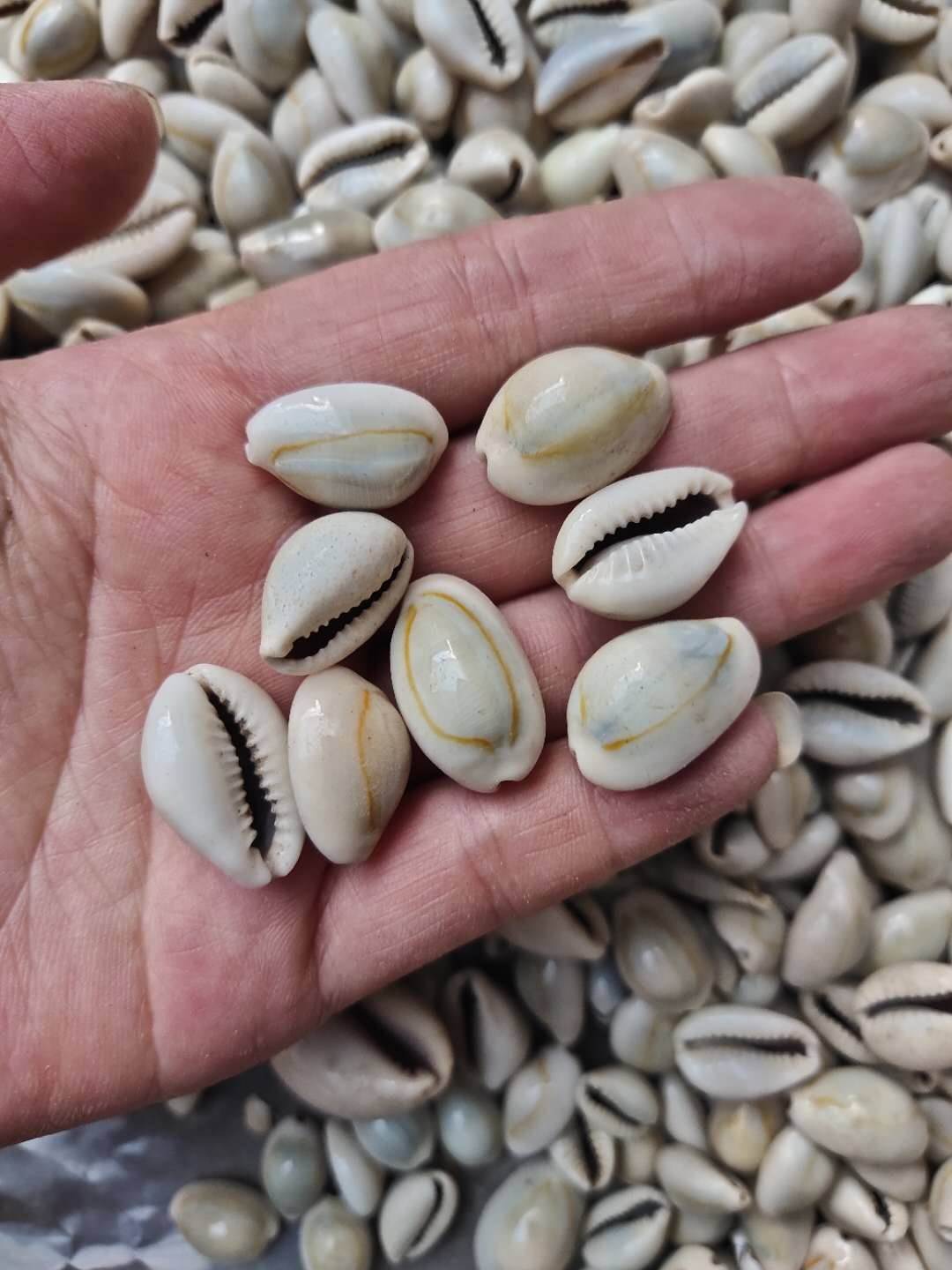 白贝齿供应白贝齿的药用功效