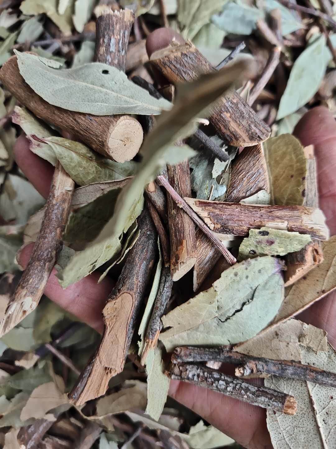 冷背药材透骨消供应