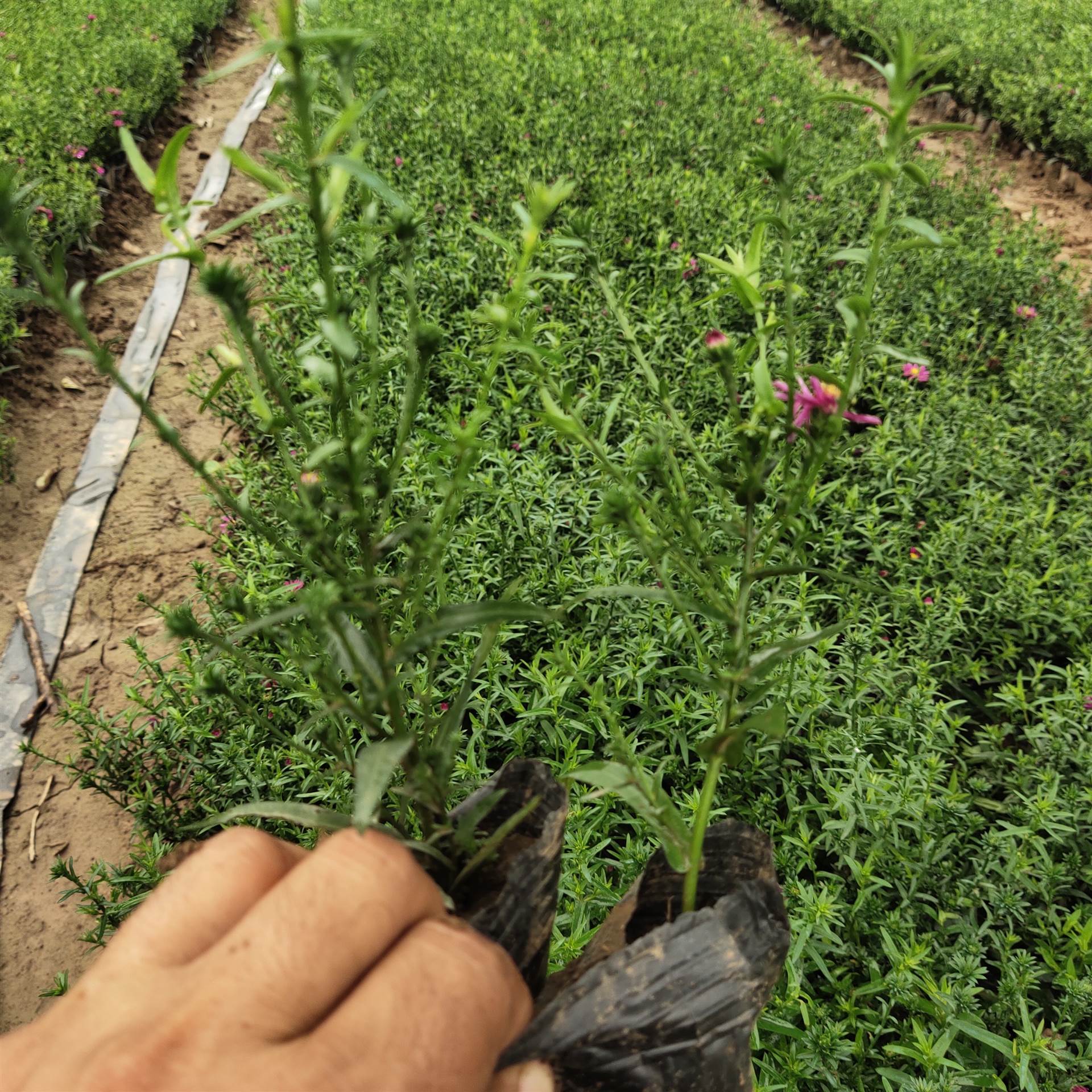 荷兰菊的种植方法图片