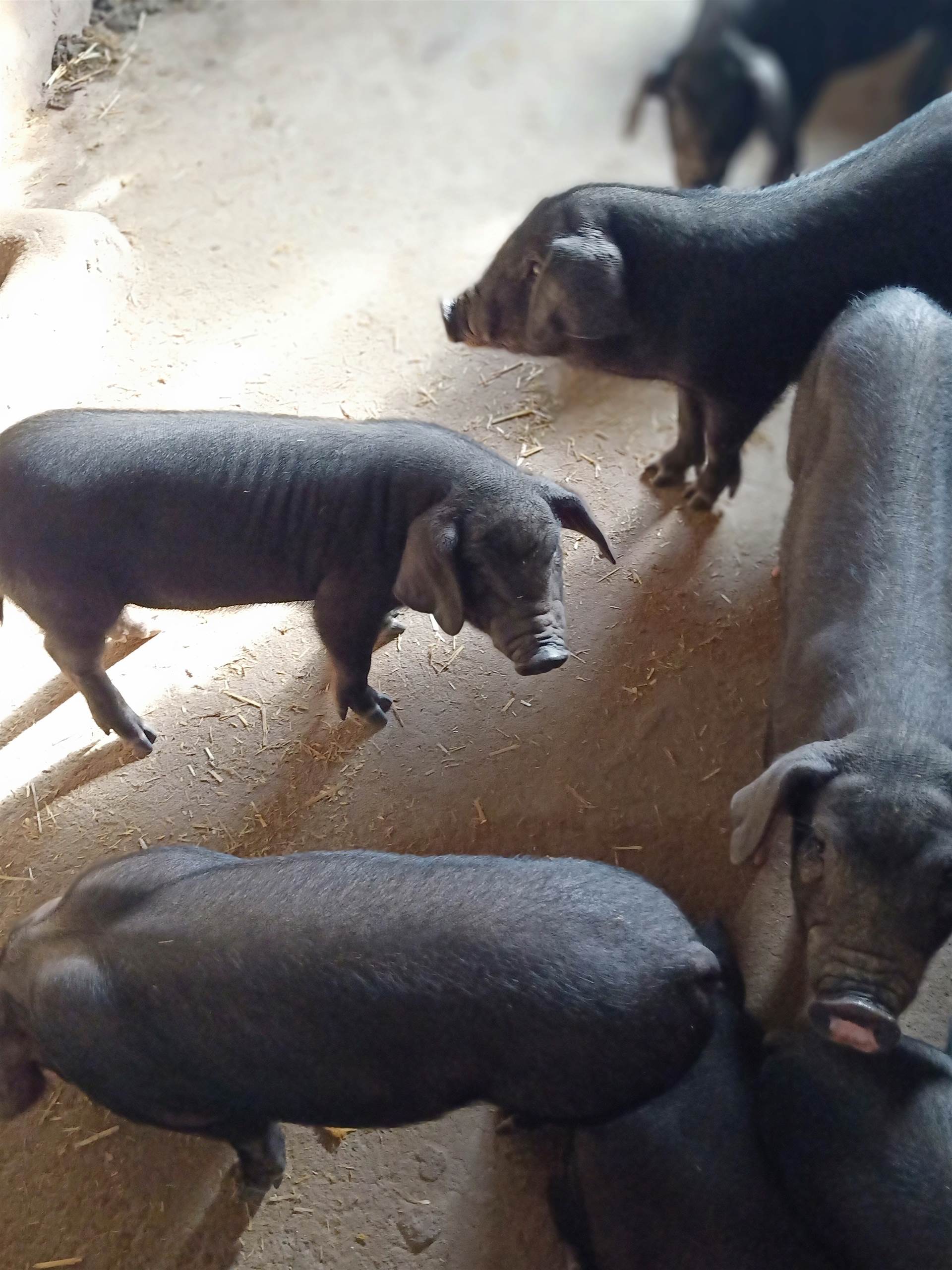 苏太母猪与长白公猪杂交,其后代140日龄体重可达90千克,胴体瘦肉率可
