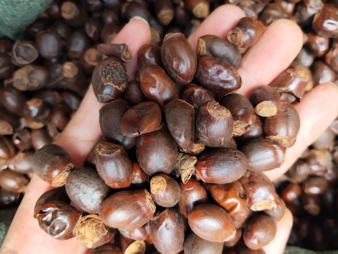 中药材批发桂圆核桂圆核的功效