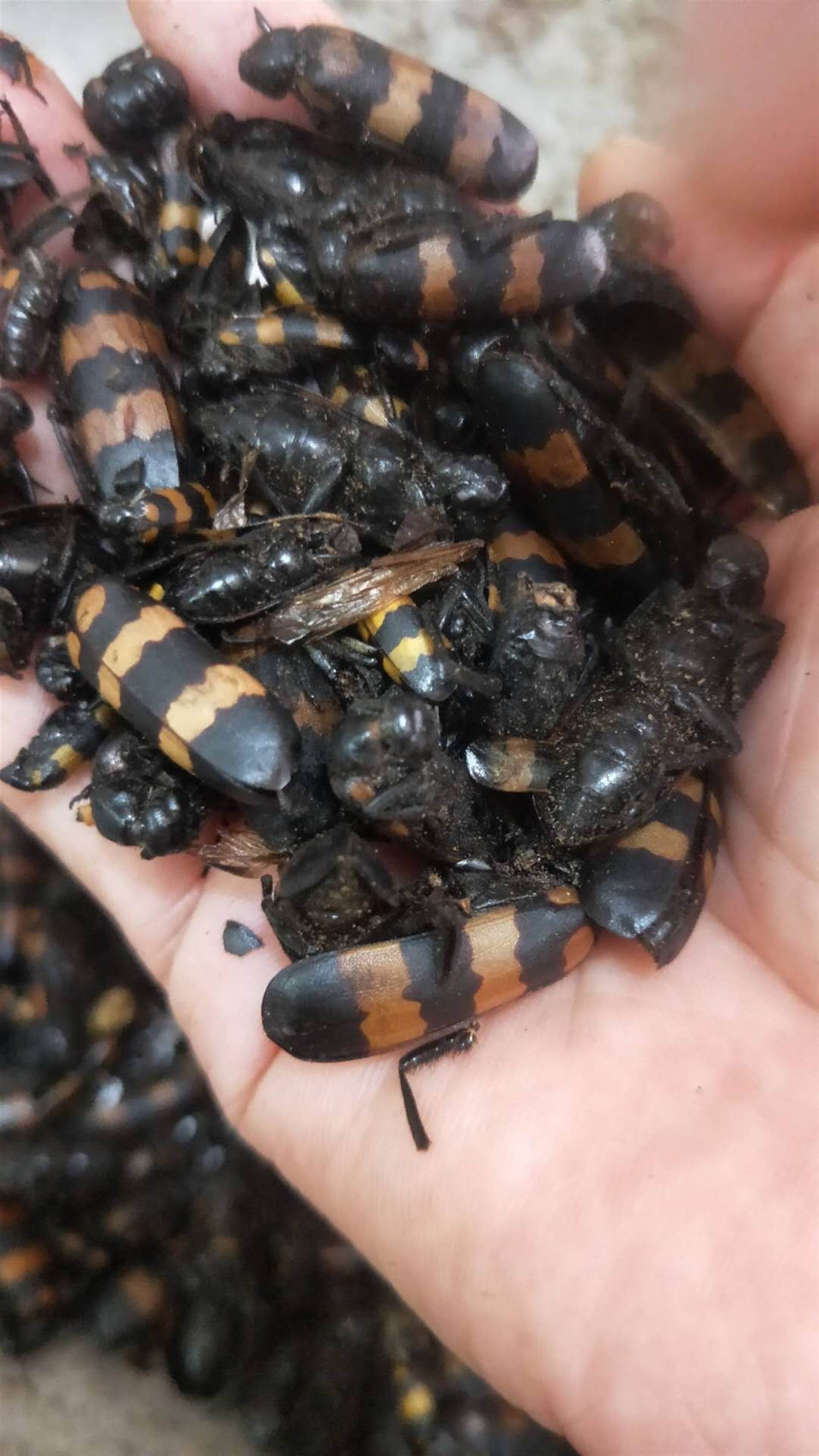 中药材斑蝥批发价格 产地直销斑蝥