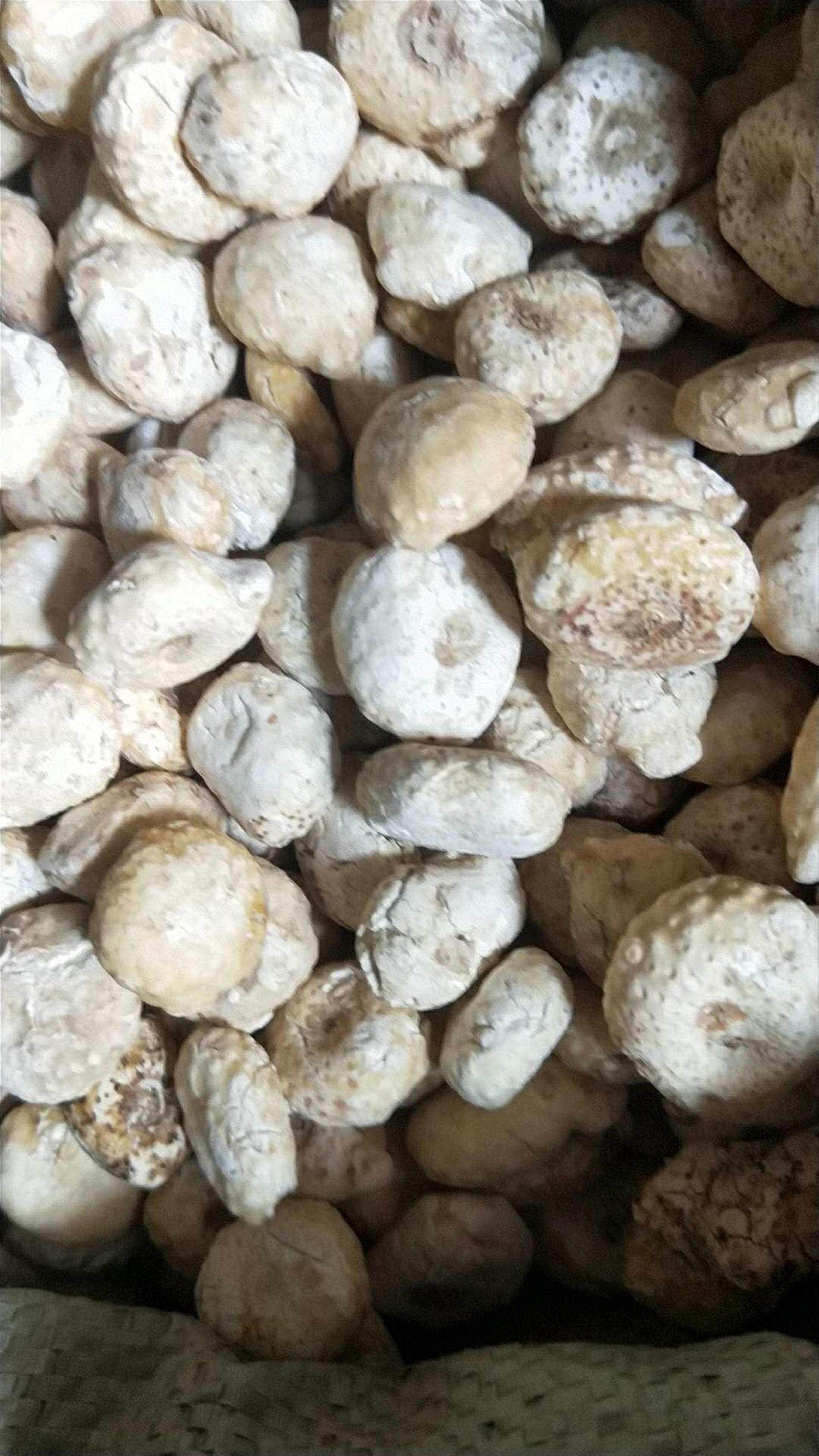 中药材闹羊花批发价格产地闹羊花