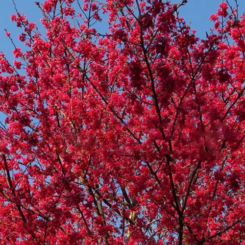 台湾钟樱花大红樱花观光园林樱花进口樱花樱