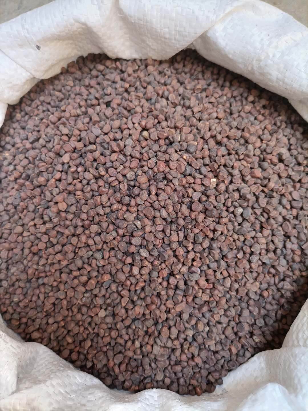 中药材庵闾子批发价格