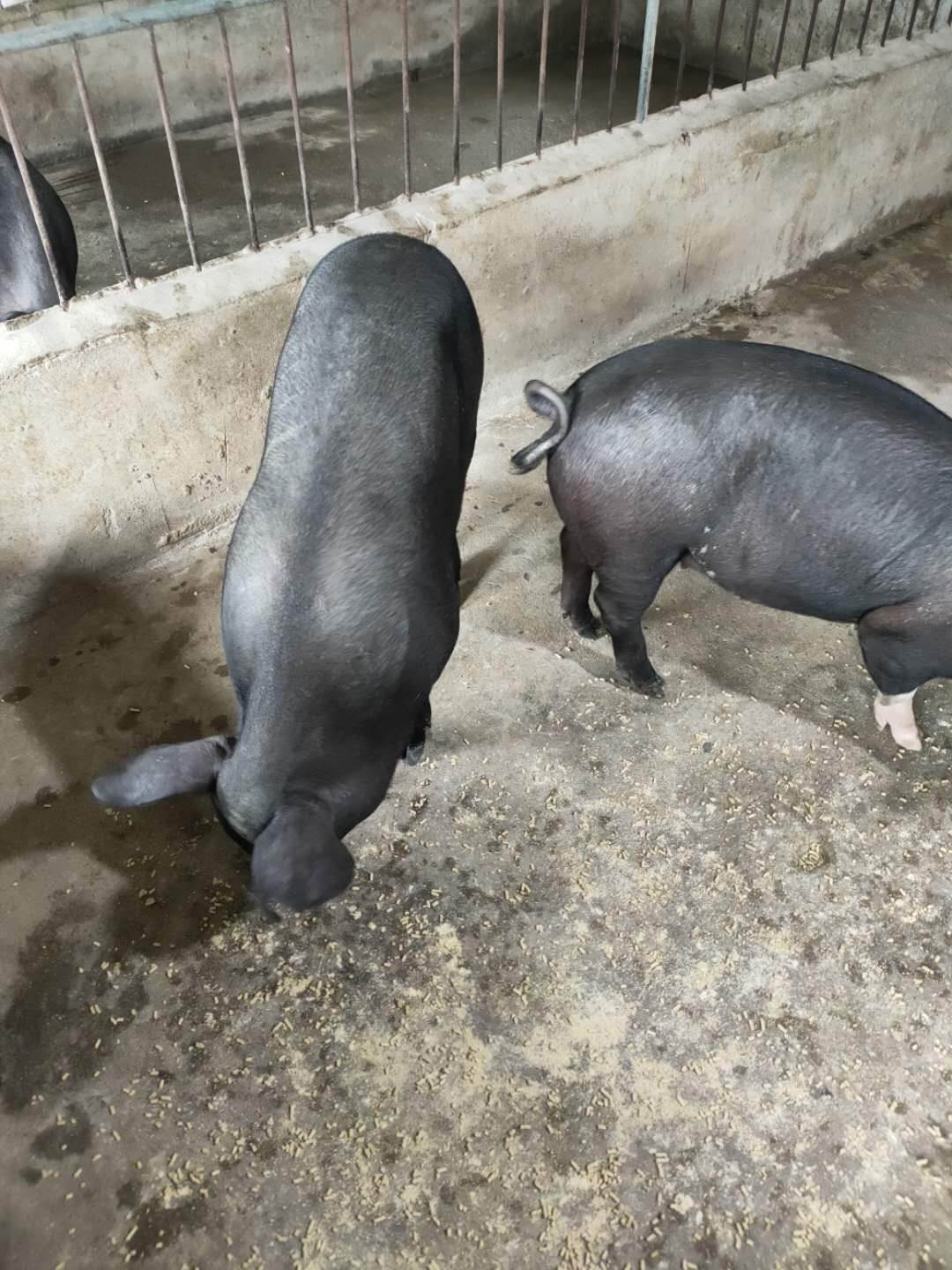 台州市凯耀猪场放养型苏太母猪引种购买价格