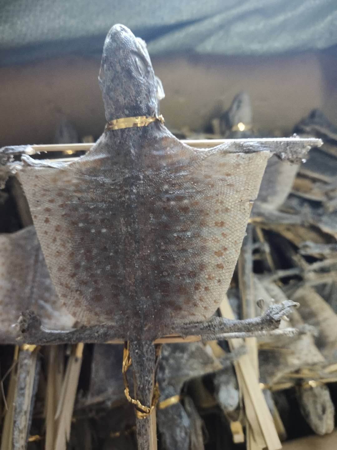 中药材批发麝香   麝香功效作用