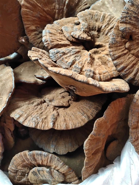 中藥材靈芝產(chǎn)地  靈芝價格