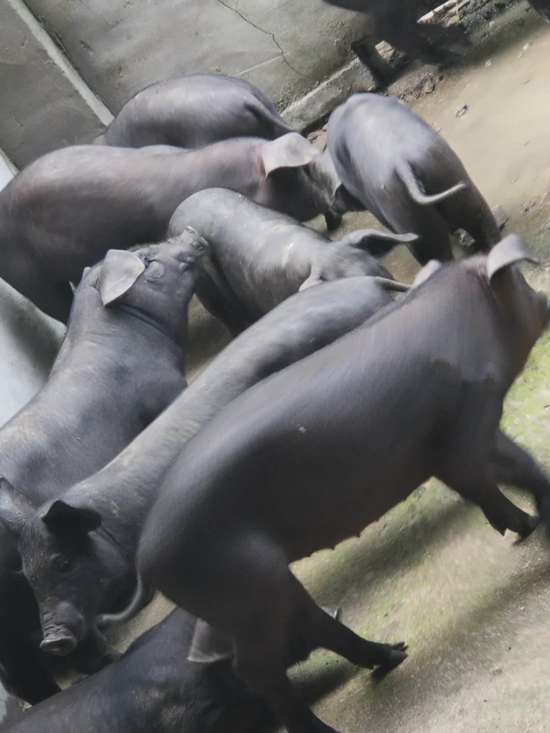 三明市高产原种苏太黑母猪出厂价格咨询凯耀猪场提供报价