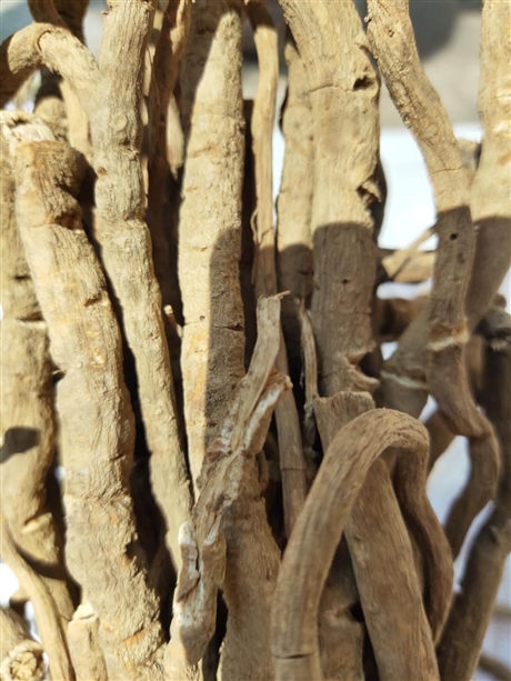 千里香的药用价格