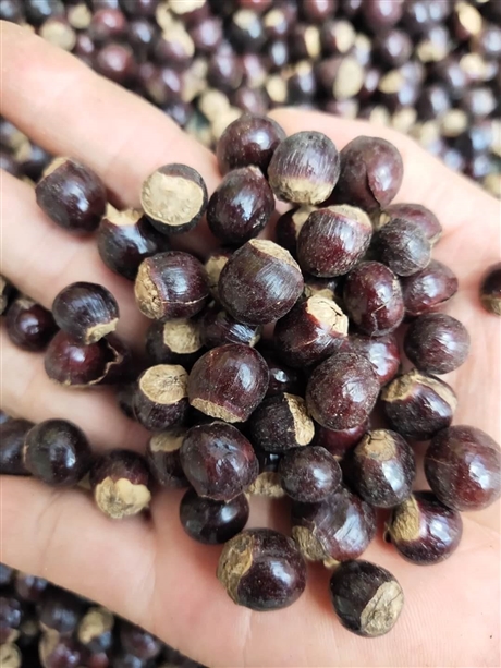腊梅花的药效与作用