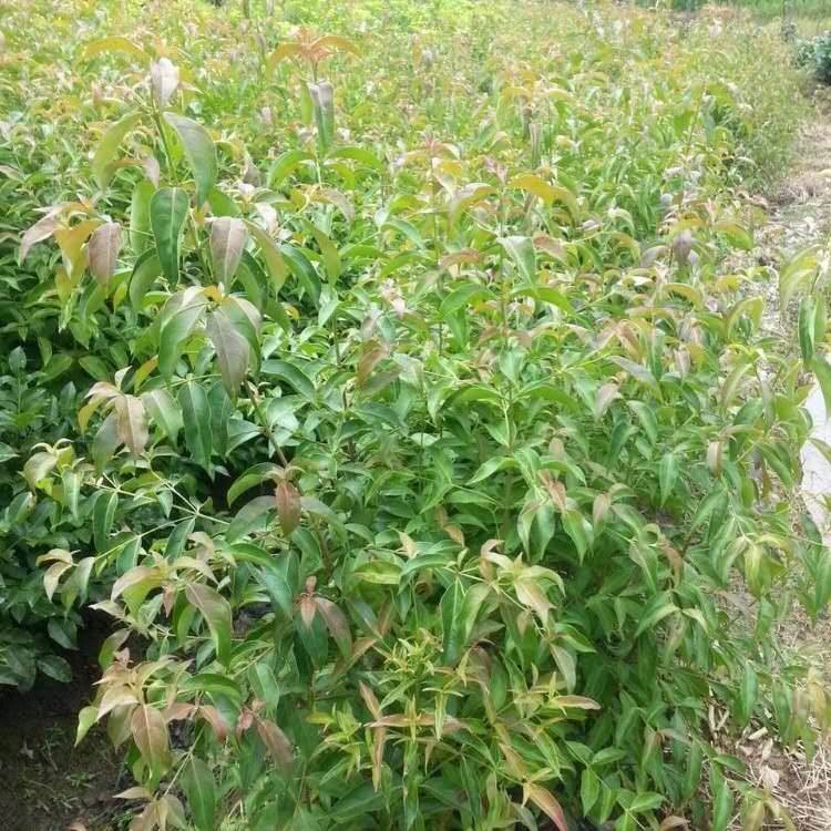 香港秀丽四照花苗木供应 3-8公分四照花价格