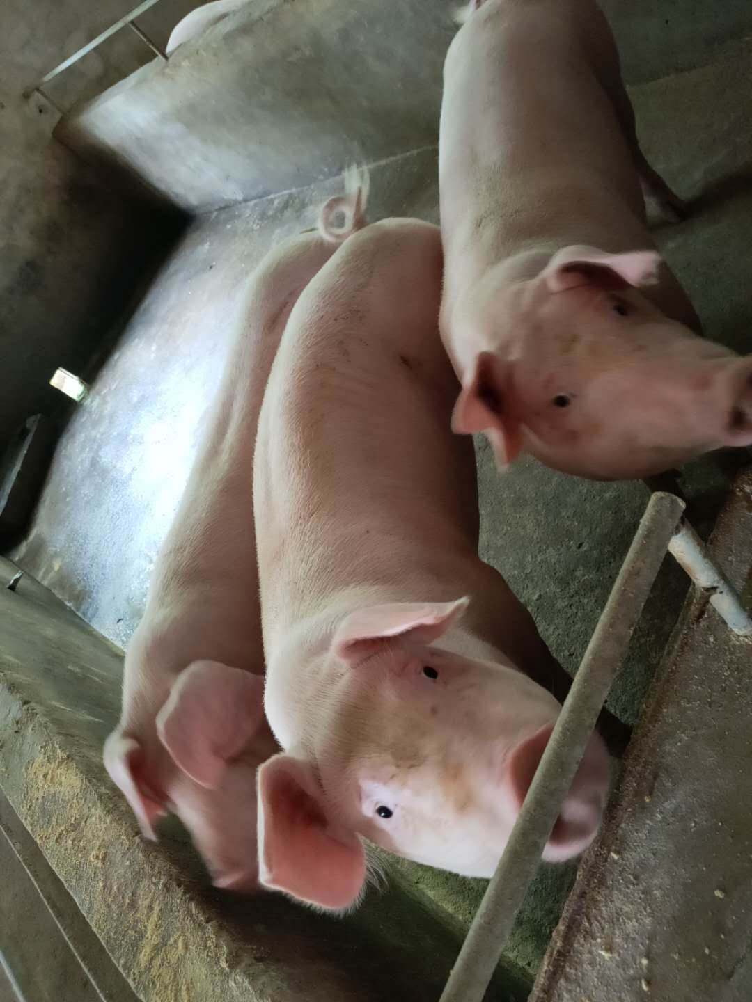 江西凯耀猪场新品丹系原种长白母猪价格 全程技术扶持全国包邮