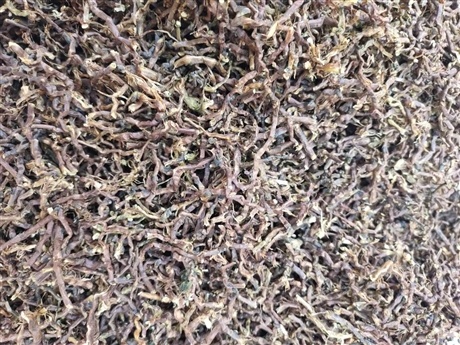 山密草功效作用