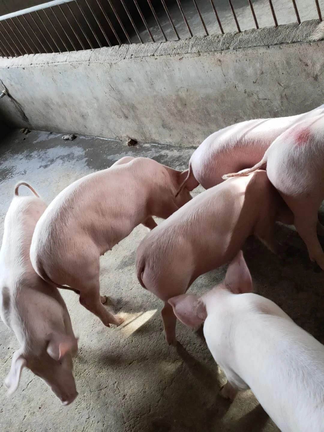 浙江凯耀猪场纯种美系长白母猪价格 全程技术扶持全国包邮