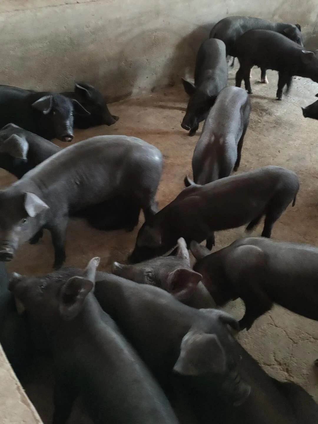 目前原种苏太母猪报价 优质苏太母猪价格 凯耀苏太母猪全国批发