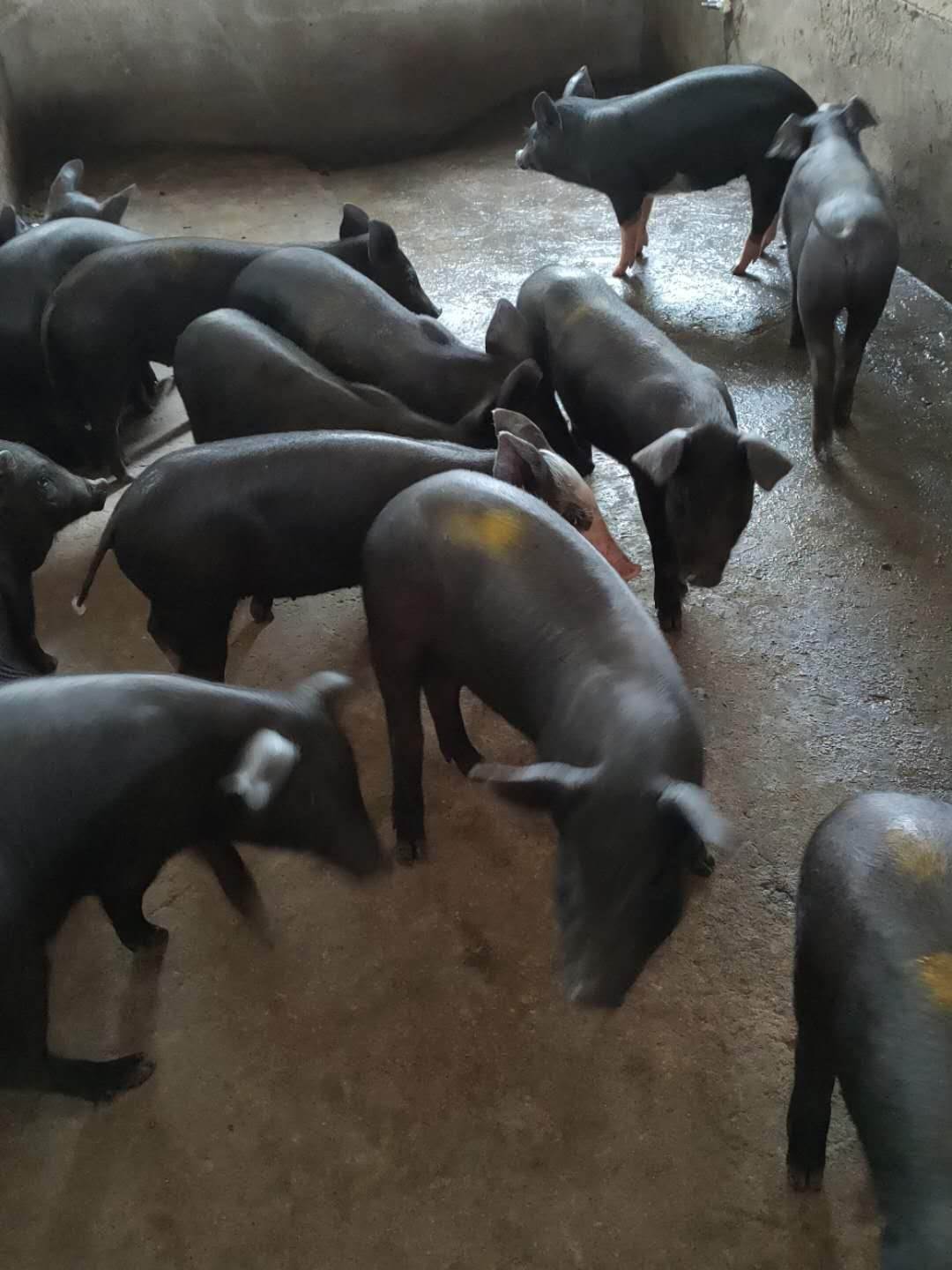 目前原种苏太母猪报价 优质苏太母猪价格 凯耀苏太母猪全国批发