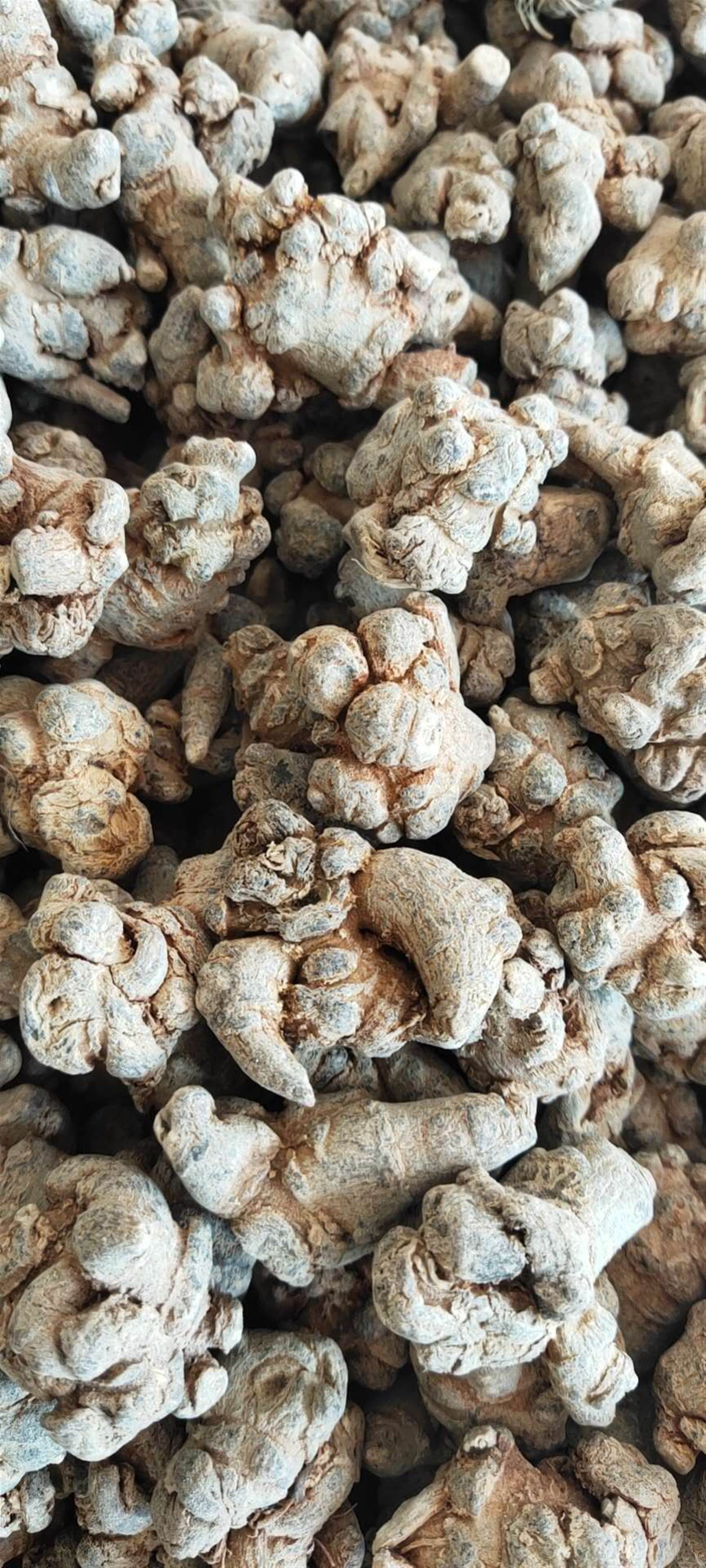 【别名】马蛭,麻黄蜞,马蟥,水麻贴,沙塔干,肉钻子,蚂蝗蜞,蚂蟥.