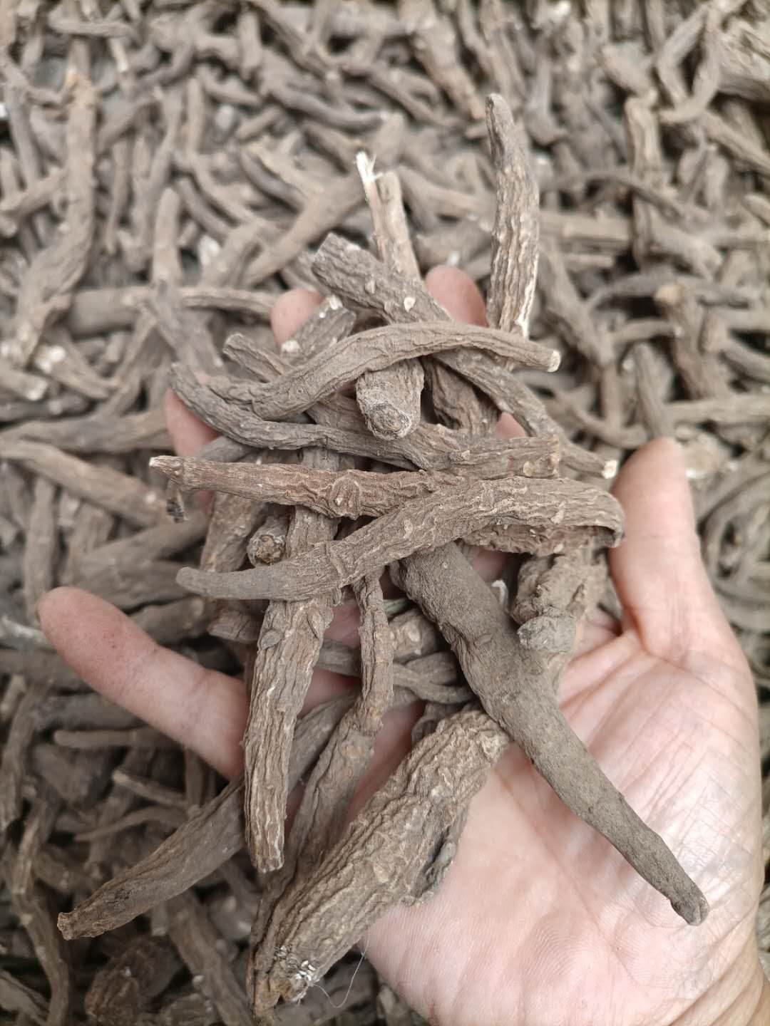 中药材铁棒锤批发价格产地铁棒锤