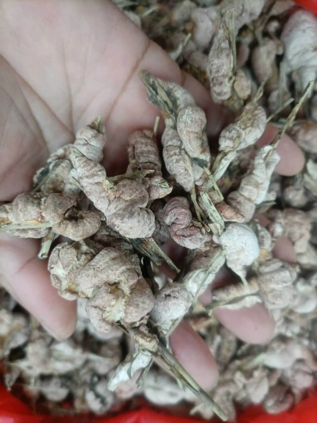 一轮贝母鳞茎扁球形,直径在1厘米以下.