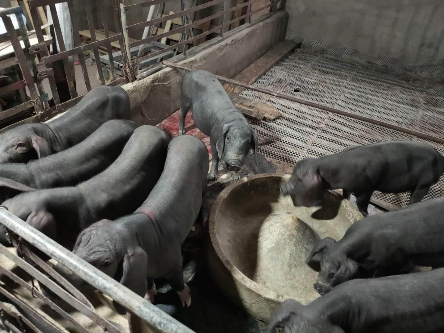 江北区高产原种苏太黑母猪出厂价格咨询凯耀猪场提供报价