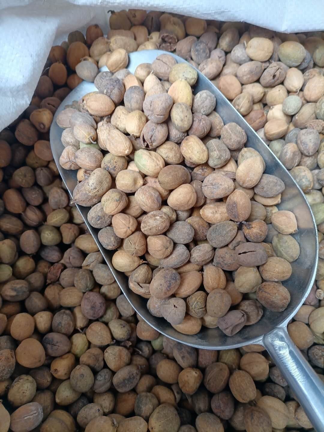 中药材巴豆批发价