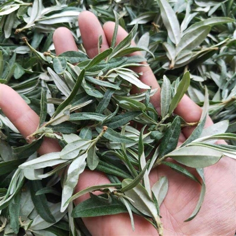 沙棘叶茶原料供应 宁夏沙棘叶干叶 沙棘叶提取物黄酮 2020新货