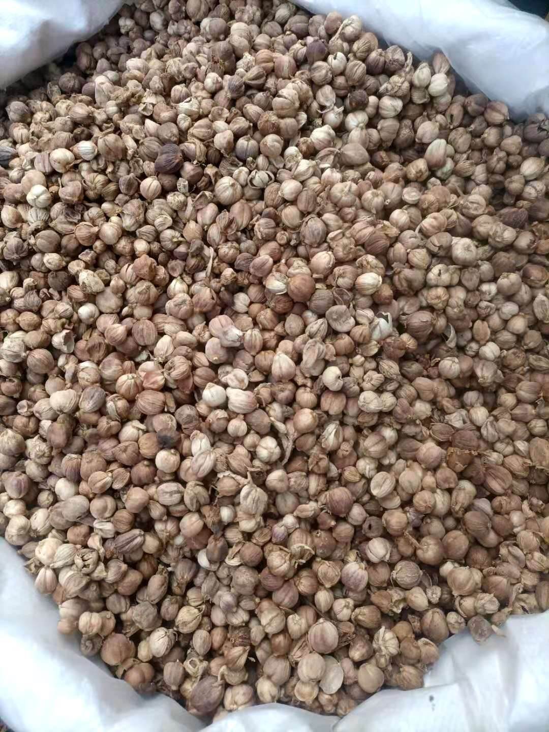 中药材白豆蔻批发价