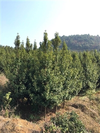 安徽1公分金丝楠木价格行情袋苗