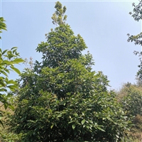 安徽8公分金丝楠木基地袋苗