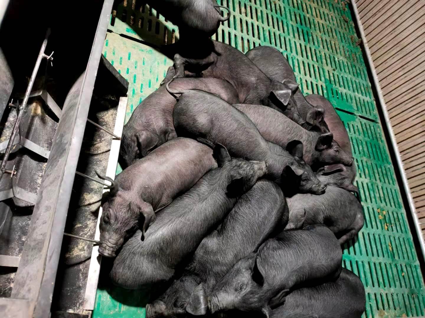 丰都县高产原种苏太黑母猪出厂价格咨询凯耀猪场提供报价