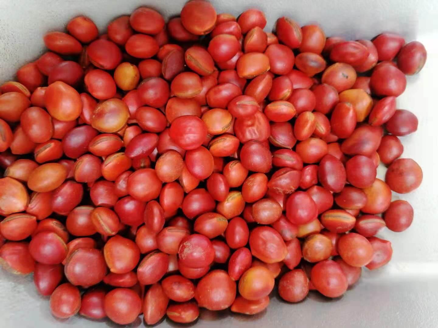 中药材红升麻  金毛三七