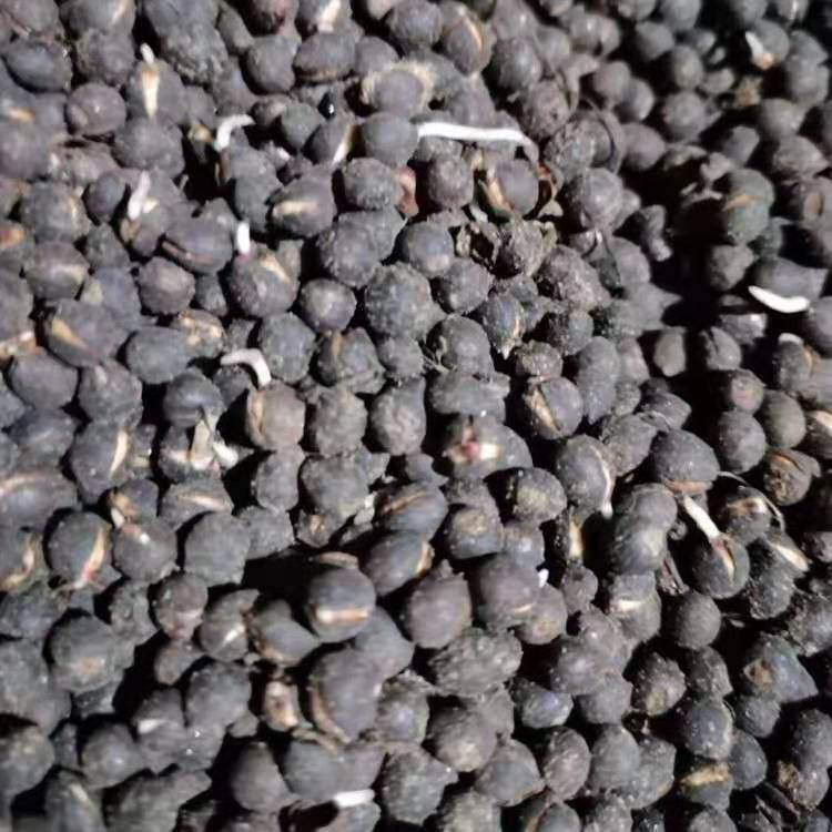 优质新采椴树种子供应 紫椴种子苗木价格