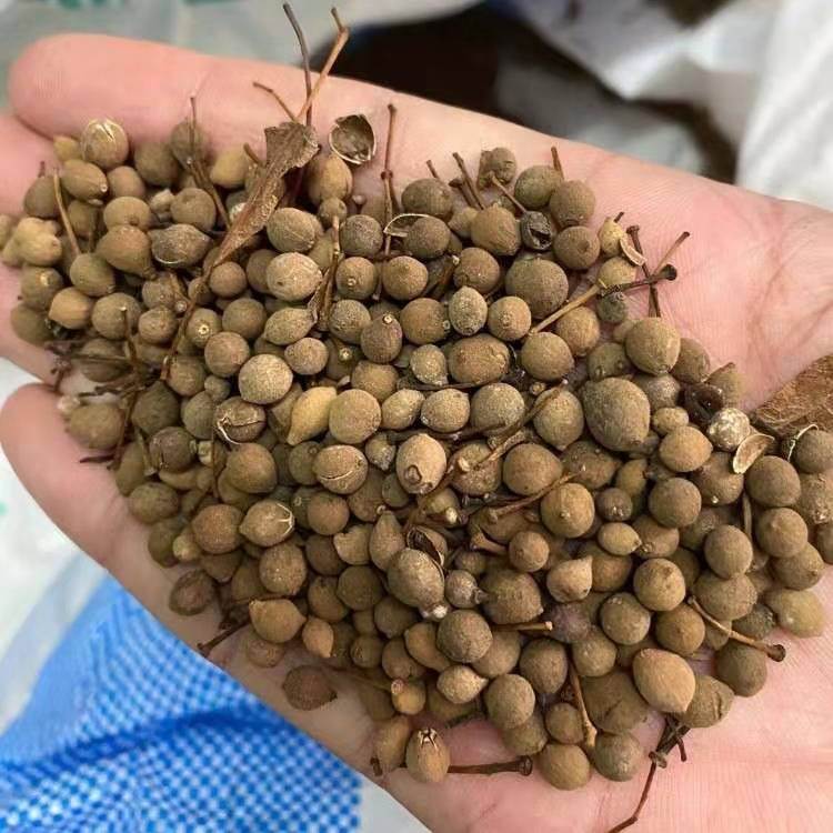 优质新采椴树种子供应 紫椴种子苗木价格