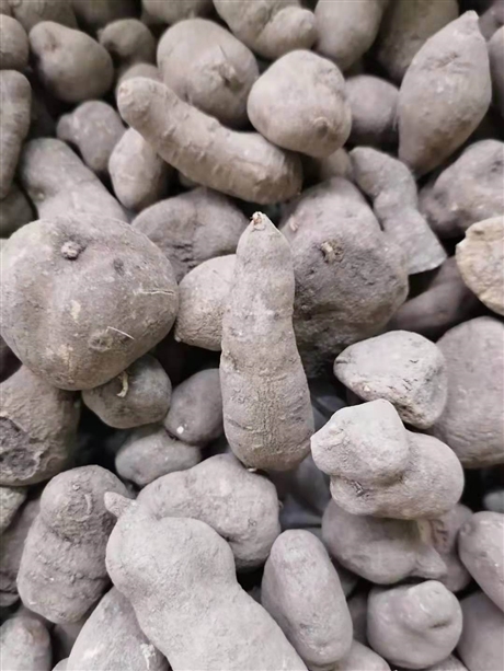 中药材批发蛇附子三叶青