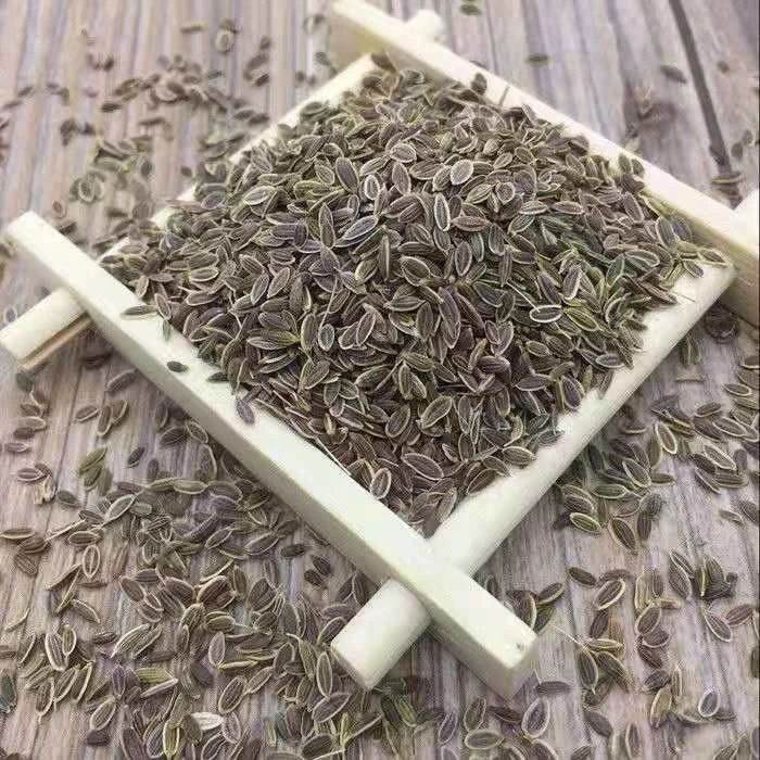 中药材八楞麻五爪根